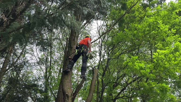 Best Tree Health Inspection  in Lely, FL